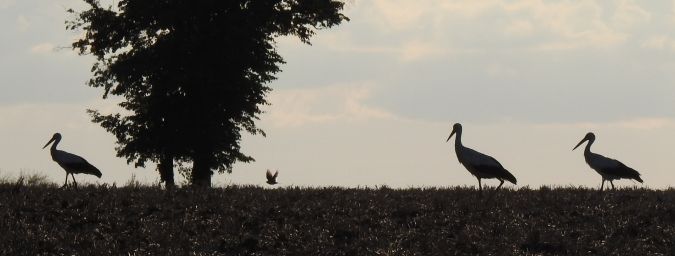 Alouette des champs  - Jarosław Słowikowski