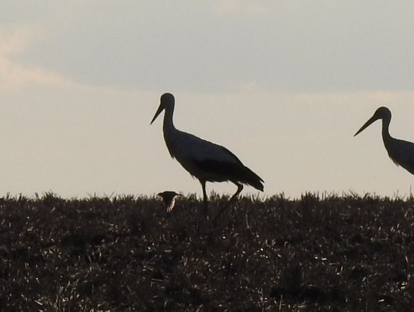 Alouette des champs  - Jarosław Słowikowski