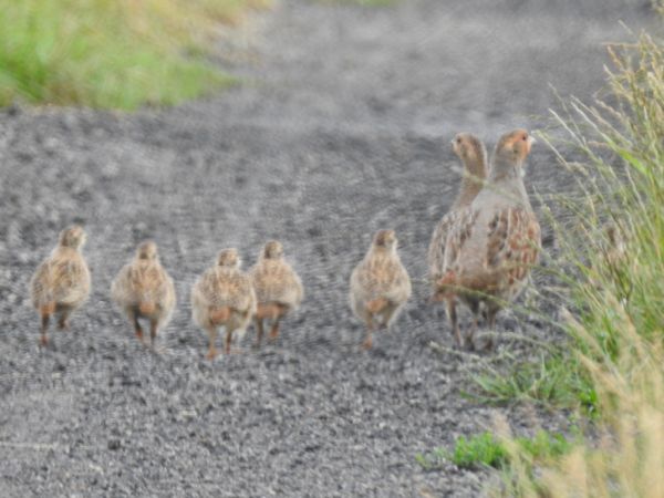 Rebhuhn  - Jarosław Słowikowski