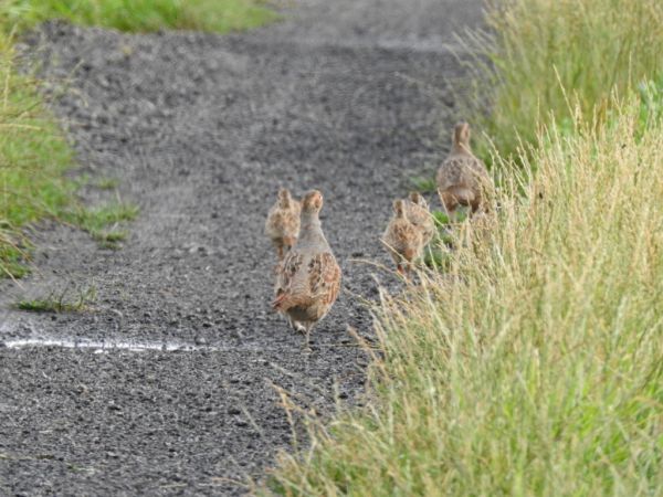 kuropatwa  - Jarosław Słowikowski