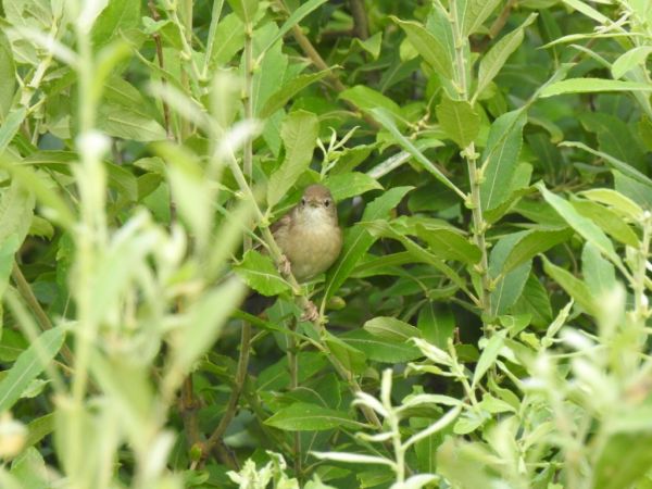 Rohrschwirl  - Jarosław Słowikowski