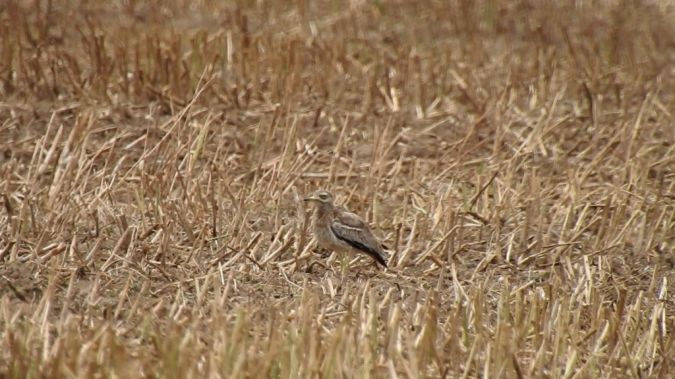 Oedicnème criard  - Jarosław Słowikowski