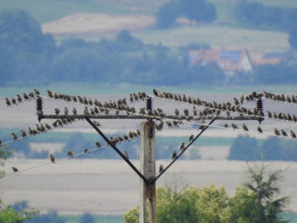 Étourneau sansonnet 