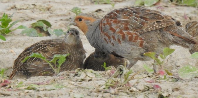 Grey Partridge 