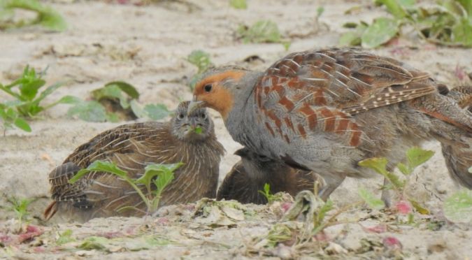 Grey Partridge 