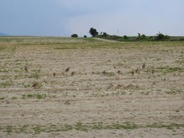 Grey Partridge 