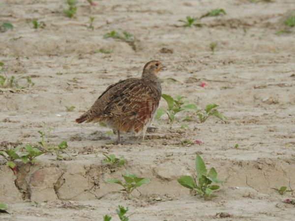 Grey Partridge 