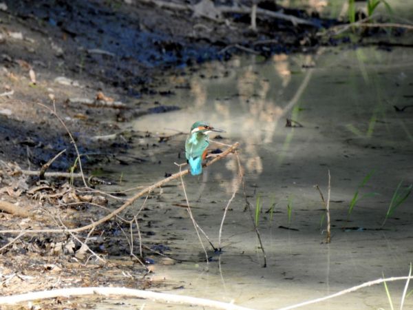 Martin-pêcheur d'Europe 