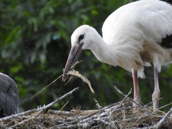 Weissstorch 