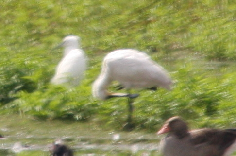 Aigrette garzette  - Krystian Jainta