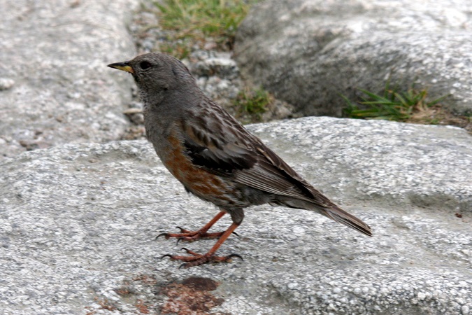 Alpenbraunelle  - Krystian Jainta