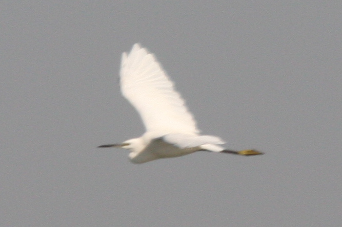 Aigrette garzette  - Krystian Jainta