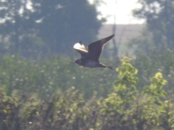 Labbe parasite  - Andrzej Lipiński