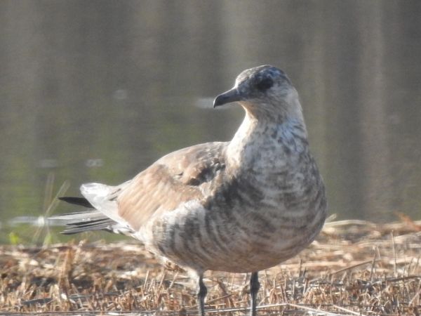 Labbe parasite  - Andrzej Lipiński