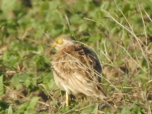 kulon  - Andrzej Lipiński
