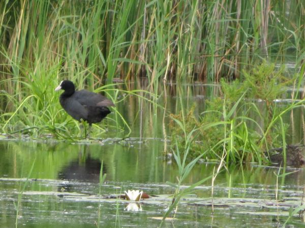 Eurasian Coot  - Maria Madej