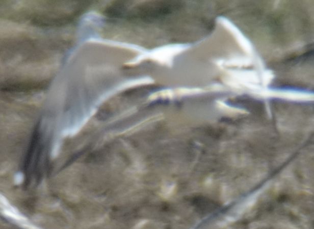 mewa romańska  - Jarosław Mydlak