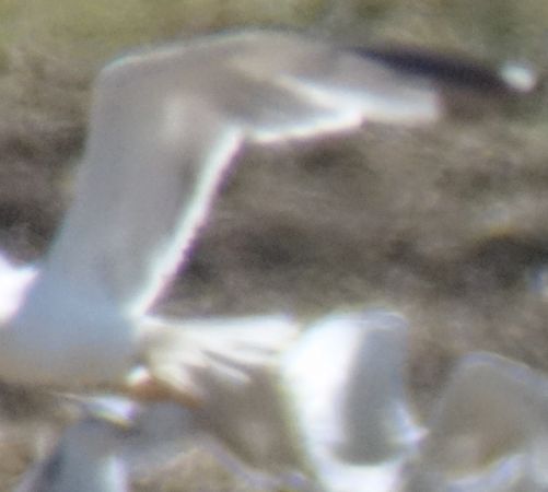 mewa romańska  - Jarosław Mydlak