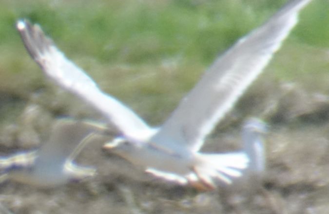 mewa romańska  - Jarosław Mydlak