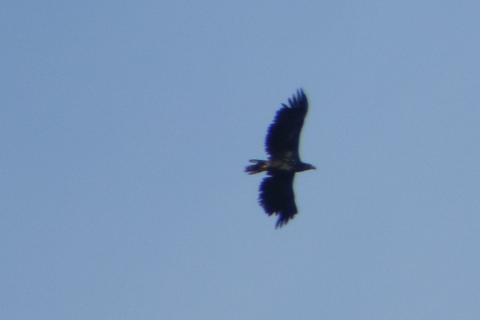 White-tailed Eagle  - Mirosław Nowicki