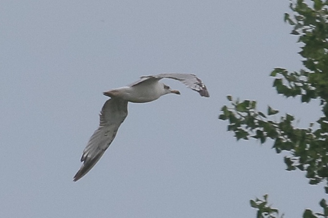 Goéland ichthyaète  - Mateusz Ściborski