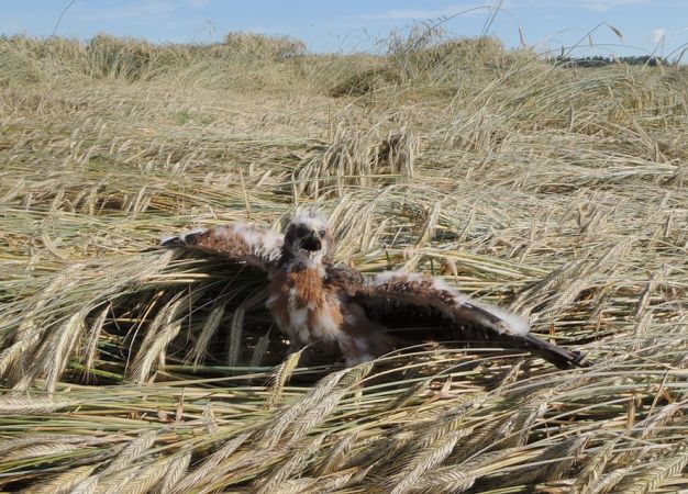 Wiesenweihe  - Grzegorz Grygoruk