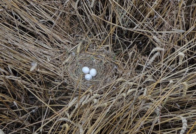 Wiesenweihe  - Grzegorz Grygoruk