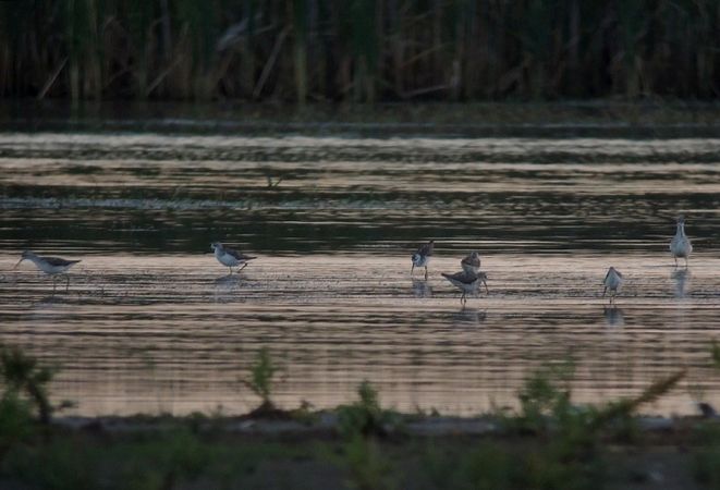 Chevalier stagnatile  - Grzegorz Grygoruk