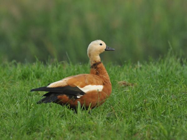 Ruddy Shelduck  - Łukasz Krajewski