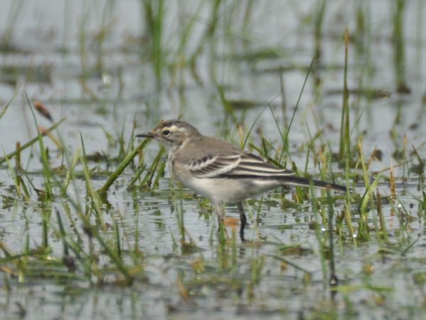 Bergeronnette citrine  - Łukasz Krajewski