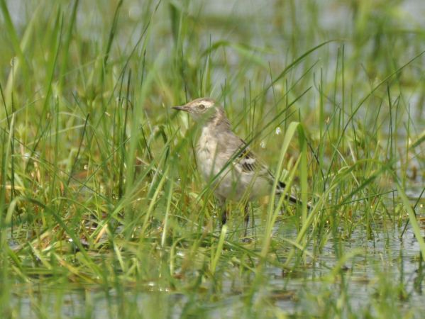 Bergeronnette citrine  - Łukasz Krajewski