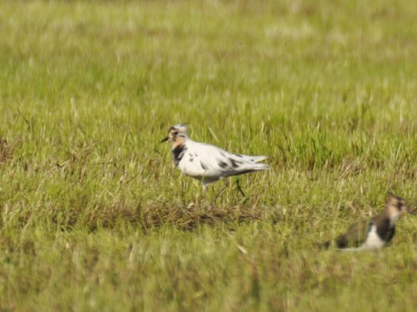czajka  - Łukasz Krajewski