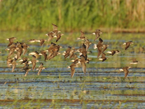 Wood Sandpiper  - Łukasz Krajewski