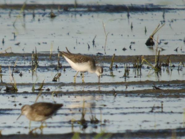 brodziec pławny  - Łukasz Krajewski