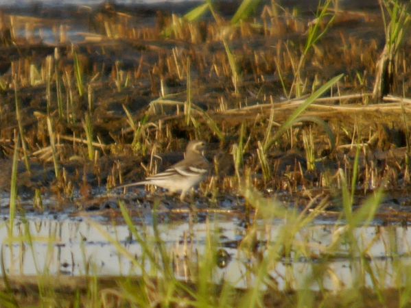 Zitronenstelze  - Łukasz Krajewski