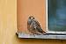 Common Kestrel  - Marcin Sołowiej
