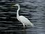 Silberreiher  - Jarosław Słowikowski