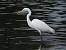 Silberreiher  - Jarosław Słowikowski
