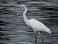 Silberreiher  - Jarosław Słowikowski