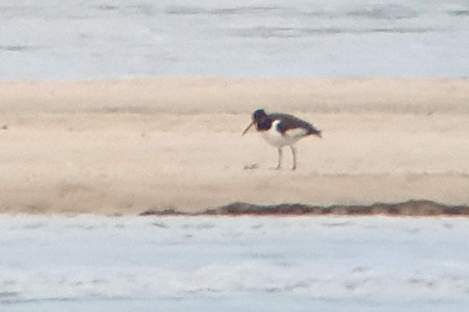 ostrygojad  - Michał Kucharski