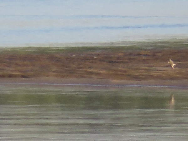 Terekwasserläufer  - Dariusz Piechota