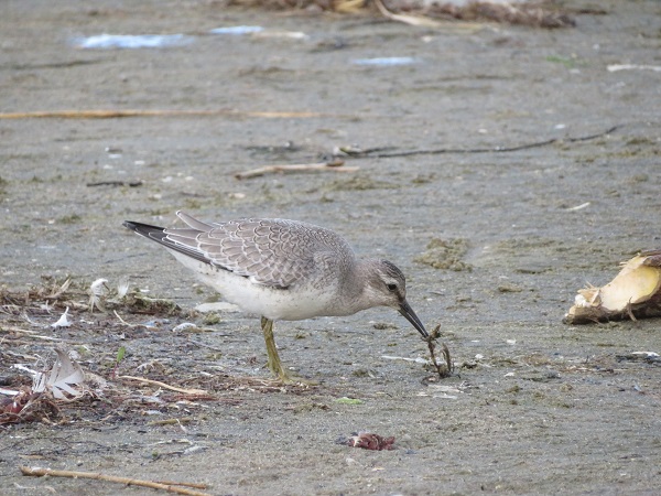 Red Knot  - Dariusz Piechota