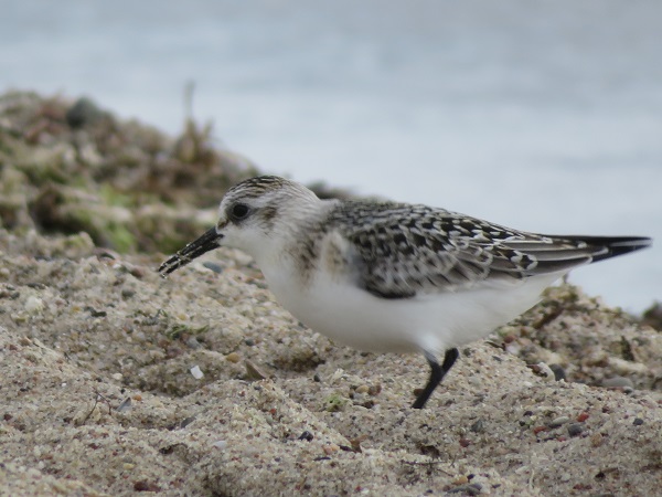 Sanderling  - Dariusz Piechota