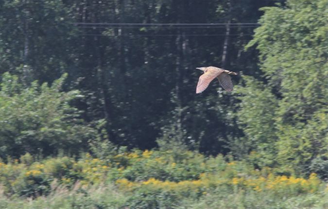 Butor étoilé  - Krzysztof Jankowski