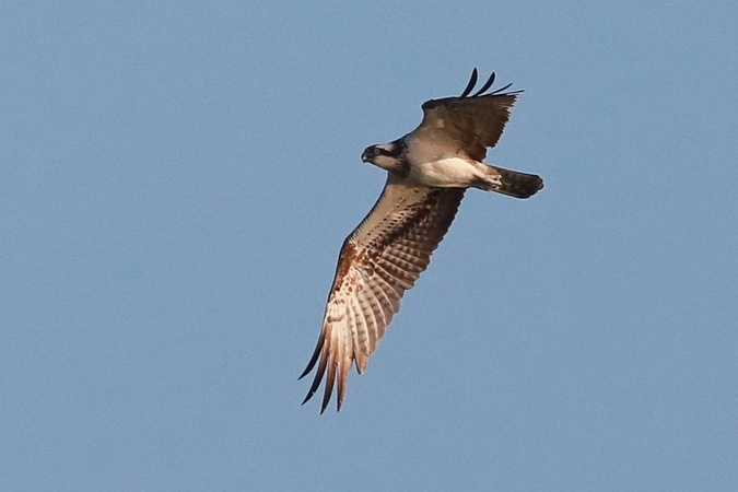 Fischadler  - Stanisław Turowski