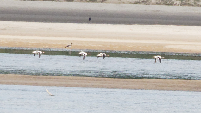 ohar  - Tomasz Gogołek