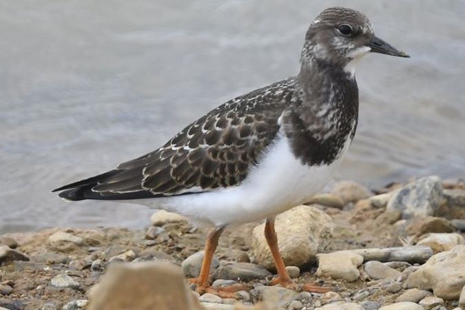 Ruddy Turnstone  - Daniel Stasiowski