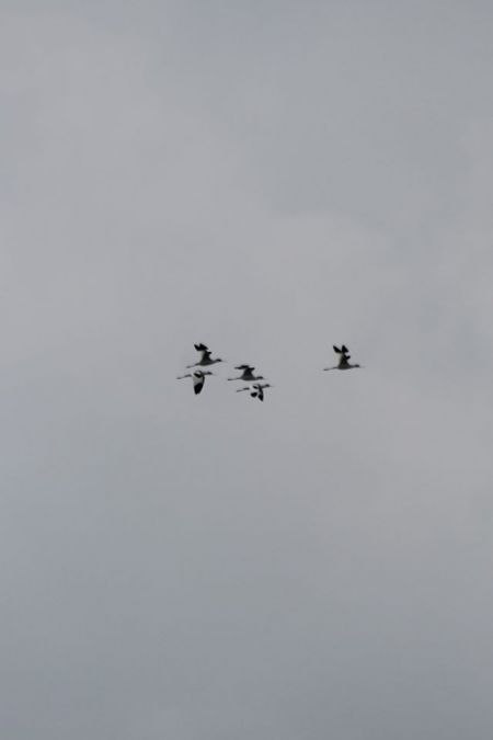 szablodziób  - Adrianna Muszyńska