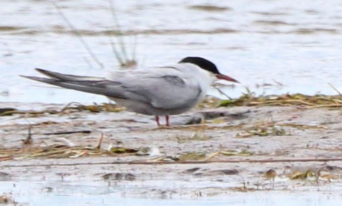 Arctic Tern  - Michał Polakowski