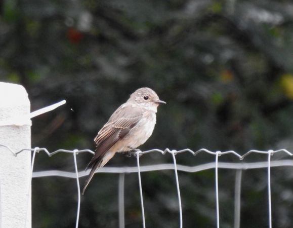 muchołówka szara  - Magdalena Traciłowska